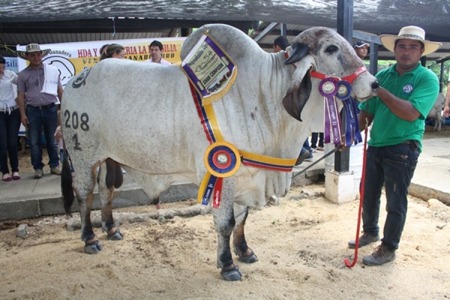 Montería Todo está listo para la Feria Nacional de la Ganadería