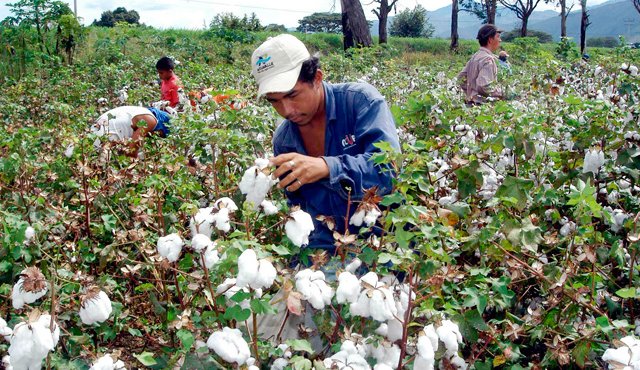 MinAgricultura invertirá de $3.000 millones para el sector algodonero -