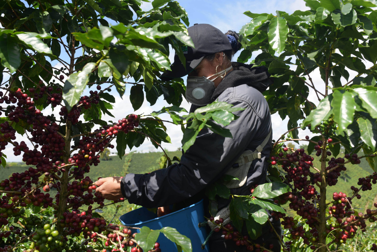 Más De 160.000 Toneladas De Café Recogerán En El Cesar Durante Segunda ...