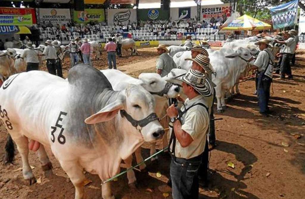 En Montería realizarán feria ganadera del 20 al 26 de junio